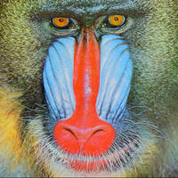 Standard test image of mandrill